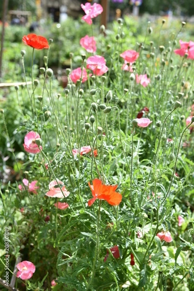 Obraz flower