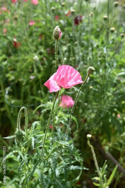 Obraz flower