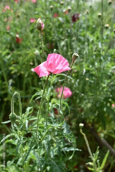 Obraz flower