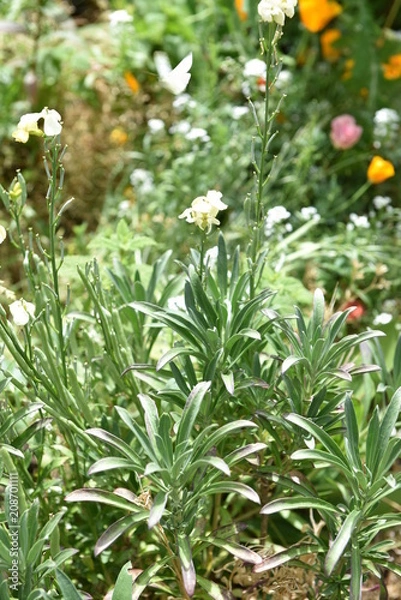 Obraz flower