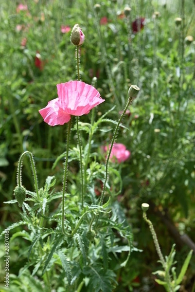 Obraz flower