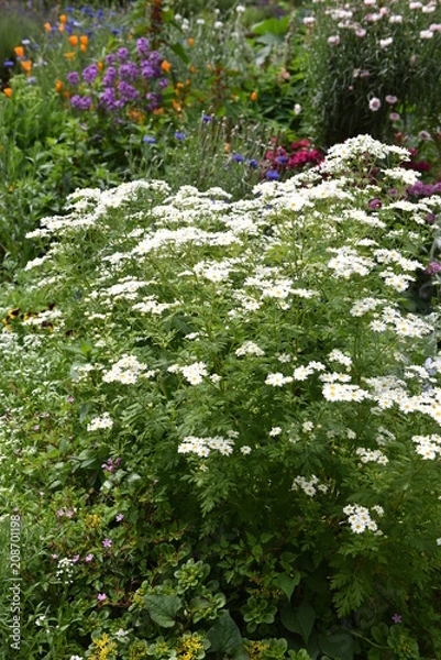 Obraz flower