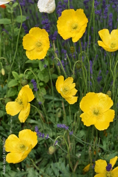 Obraz flower