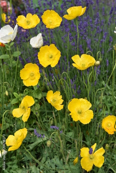 Obraz flower