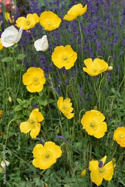 Obraz flower