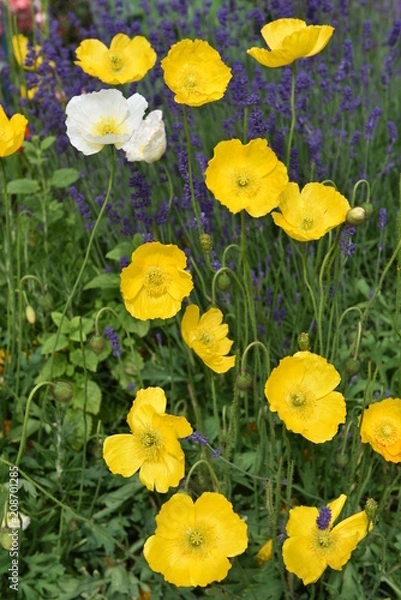 Obraz flower