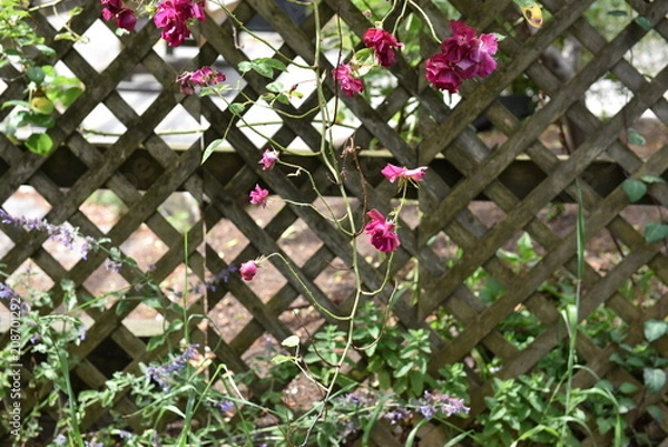 Obraz flower