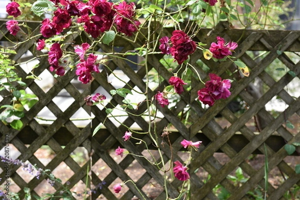 Obraz flower