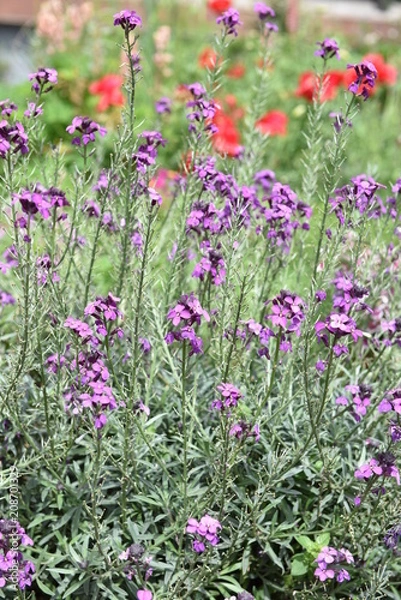 Obraz flower
