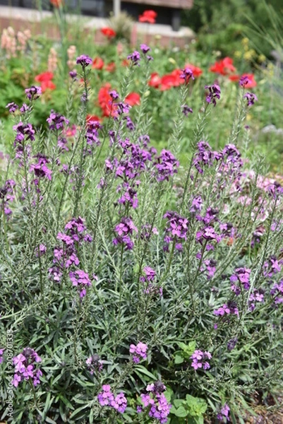 Obraz flower