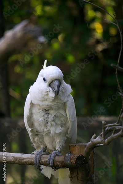 Obraz アオメキバタン