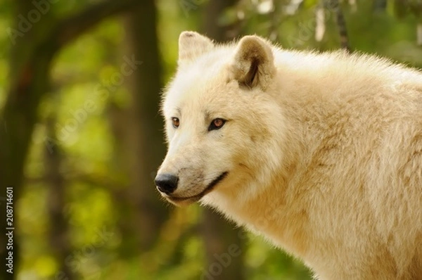 Obraz Arctic Wolf (Canis lupus arctos)