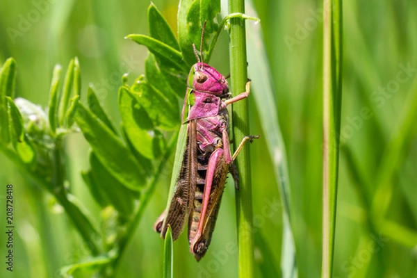 Fototapeta Nice red grasshopper in grass, Omocestus viridulus