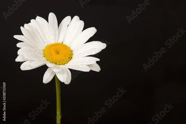 Fototapeta Blooming great white daisy on a black background
