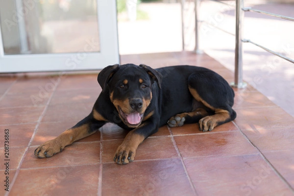 Obraz Rottweiler puppy