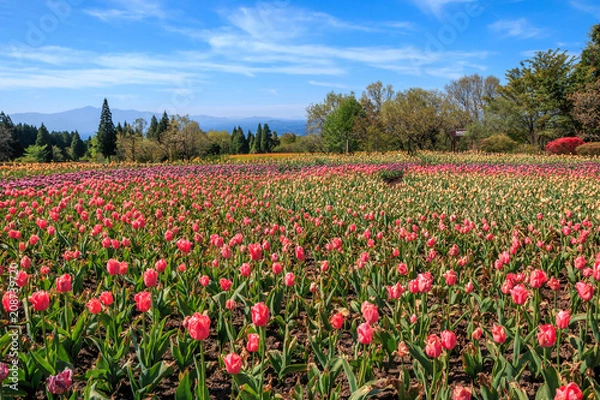 Fototapeta チューリップ畑