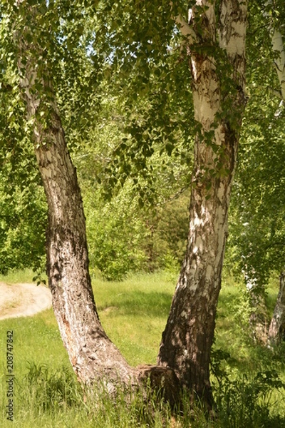Fototapeta summer, season, sun, sky, heat, nature, greenery, grass, forest, blue, tree, birch, clouds, freshness, yellow, flowers, landscape, stream, spring, water, oxygen, field, mountain, hill, cliff, trail, b