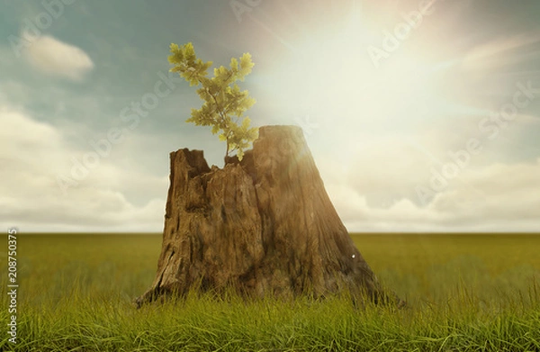 Obraz odnowienie, nowa sadzonka wyrastająca ze starego pnia drzewa