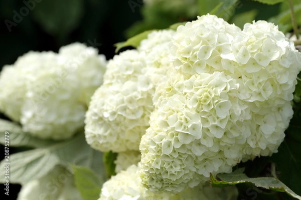 Fototapeta あじさい