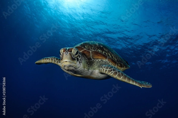 Obraz Green Turtle