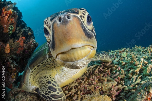 Obraz Green Turtle