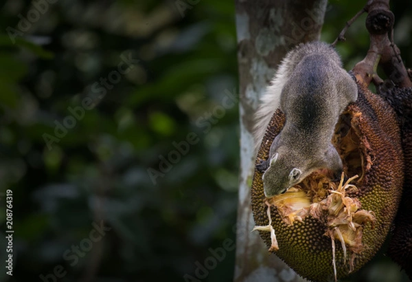 Fototapeta Squirrels are eating jackfruit.