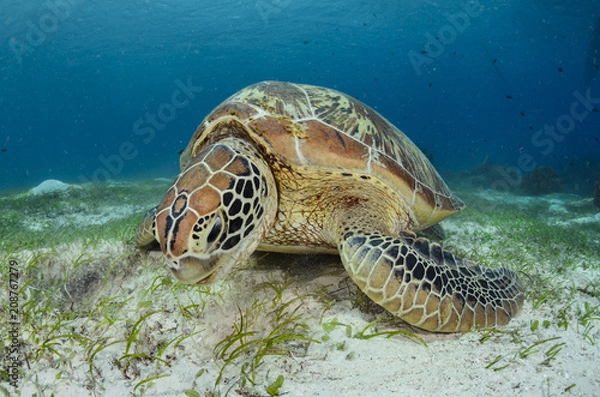 Fototapeta Green Turtle