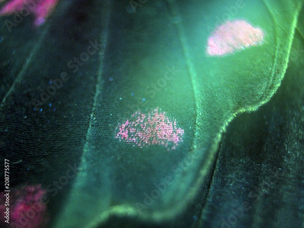 Obraz butterfly wings at higher magnification