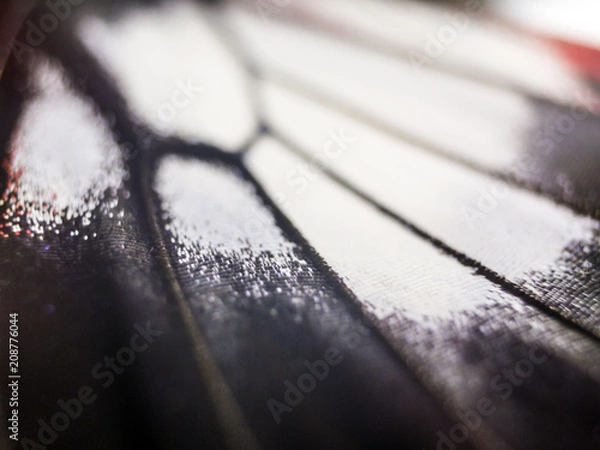 Obraz butterfly wings at higher magnification
