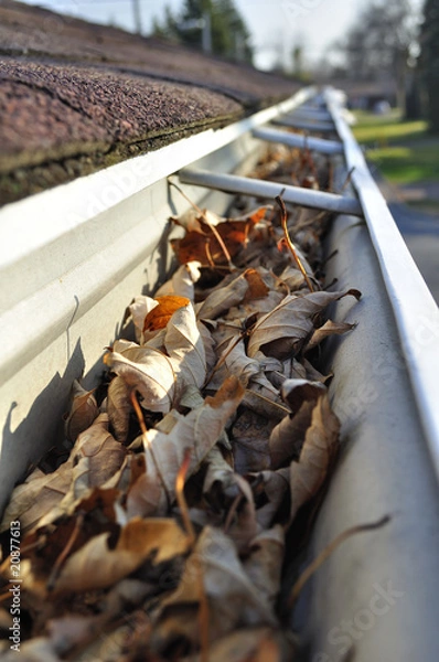 Fototapeta Home maintenance: Fall leaves in rain gutter.