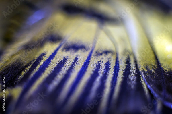 Obraz butterfly wings at higher magnification