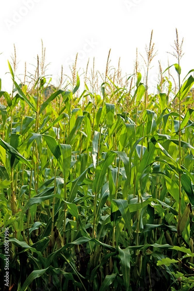 Fototapeta corn field