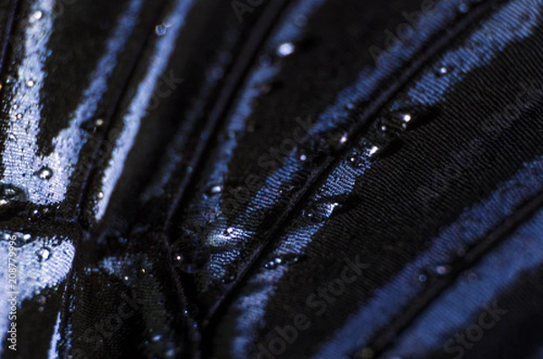 Obraz butterfly wings at higher magnification