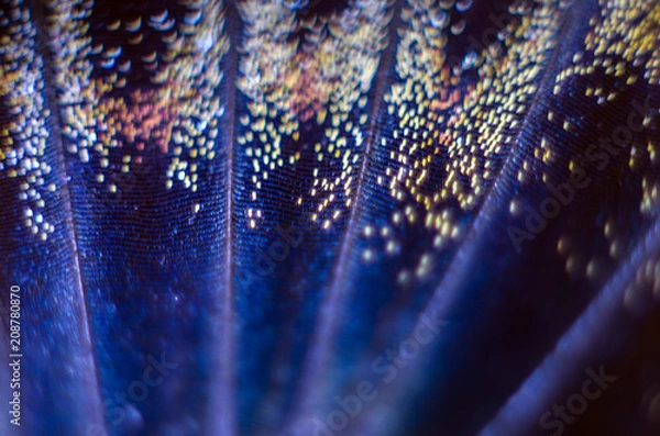 Obraz butterfly wings at higher magnification