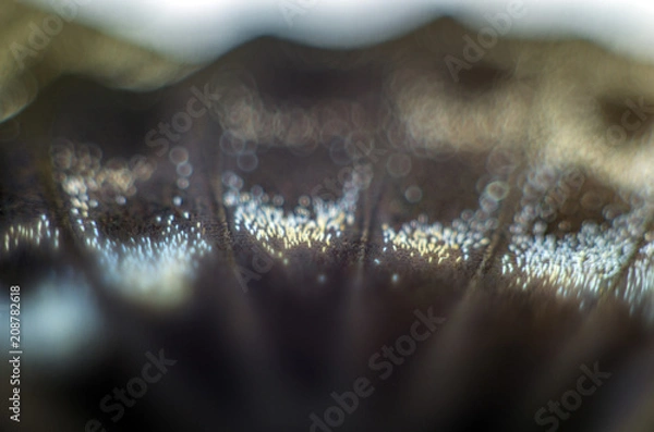 Obraz butterfly wings at higher magnification