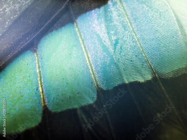 Obraz butterfly wings at high magnification