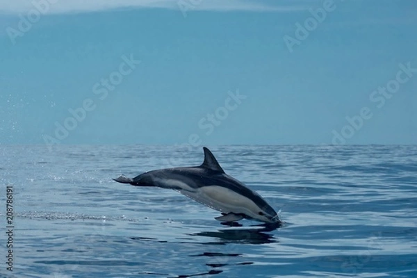 Obraz Common dolphin leaping through the air in the Azores 