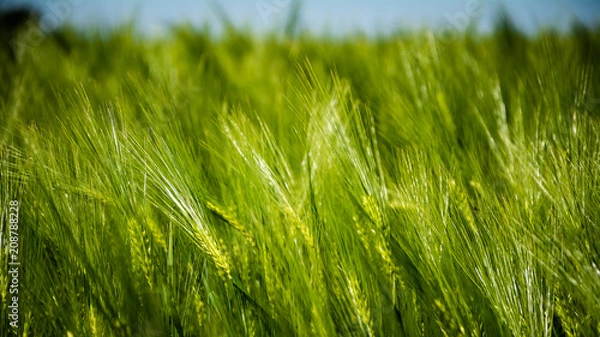 Obraz barley close up
