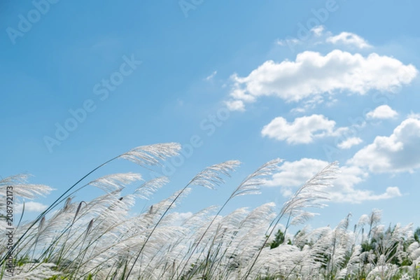 Fototapeta Kans grass , Saccharum spontaneum in the wind