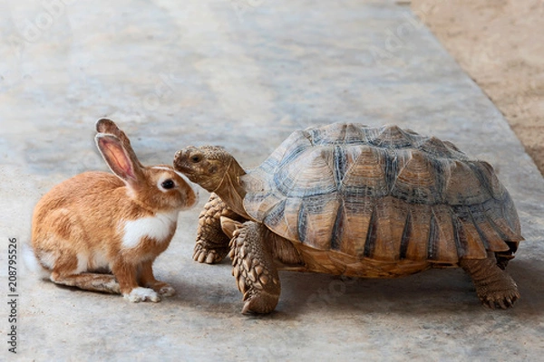 Fototapeta rabbit and turtle..