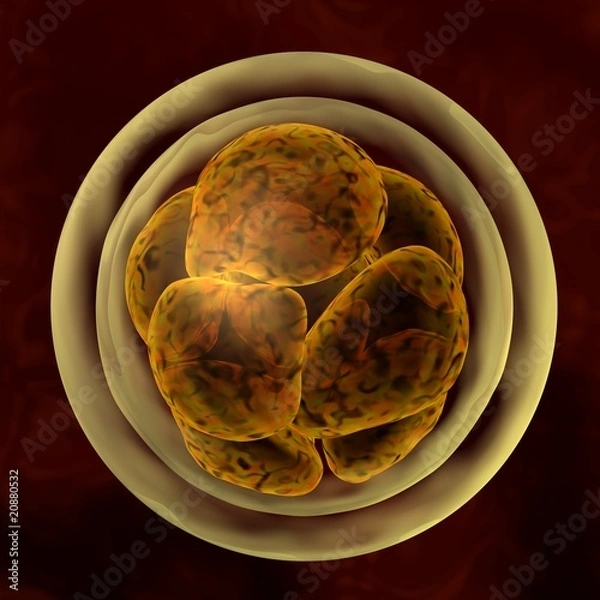 Obraz dividing zygote