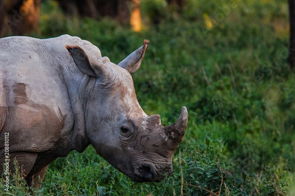 Obraz Black Rhinoceros