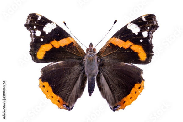 Obraz Vanessa Atalanta na białym tle