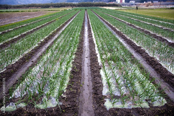 Obraz Onion field in winter
