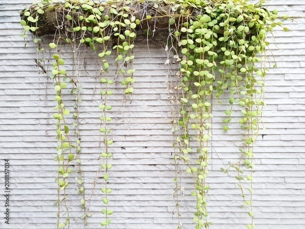 Obraz Dave trees, Green leaves hanging on the wall. nature wallpaper concept. Empty. Too Soft. space for your text. Ecological Concept, (Dischidia nummularia)