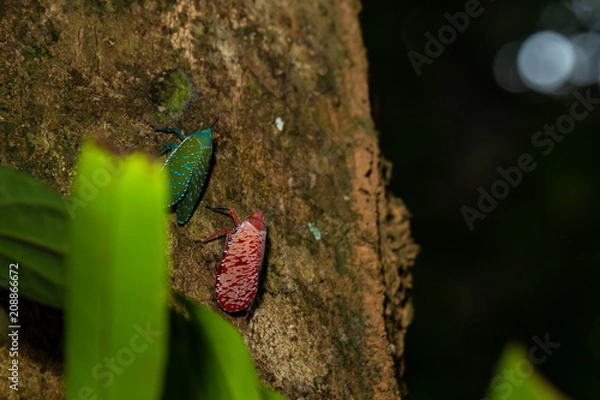 Fototapeta Fulgorid bug fly on the tree.(Pyrops candelaria, Planthopper)