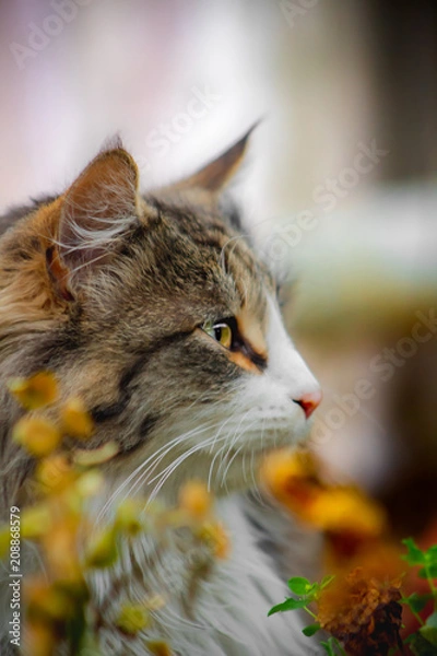 Obraz Cat in garden