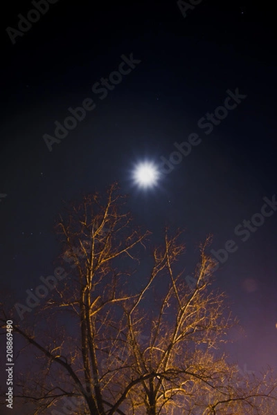 Obraz Moon above tree - Color