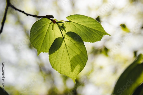 Obraz 3 Leaf branch - Color
