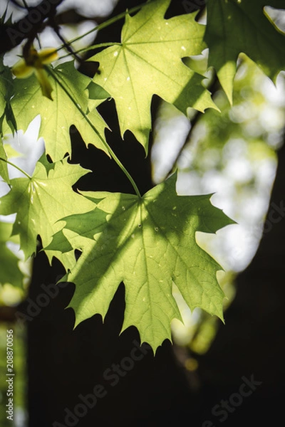 Obraz Multiple Leafs - Color